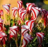 Candy Cane Sorrel Seeds for Planting  Vibrant, Easy-to-Grow Perennial Garden Plant