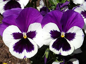Violet White Pansy Flower Seeds for Planting Fragrant Blossoms Heirloom & GMO Free Seeds for Home Garden
 
 Sale
