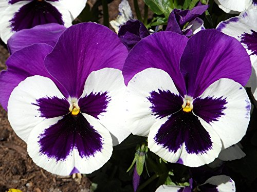 Violet White Pansy Flower Seeds for Planting Fragrant Blossoms Heirloom & GMO Free Seeds for Home Garden
 
 Sale
