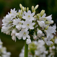 White Agapanthus Flower Seeds for Planting - Stunning Perennial Blooms