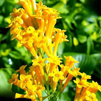 Yellow Yanosik Flower seeds for Planting Shade Tolerant Heirloom & GMO Free Seeds for Home Garden 
 
 Sale