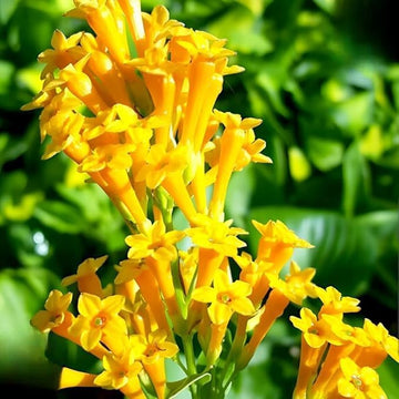 Yellow Yanosik Flower seeds for Planting Shade Tolerant Heirloom & GMO Free Seeds for Home Garden 
 
 Sale