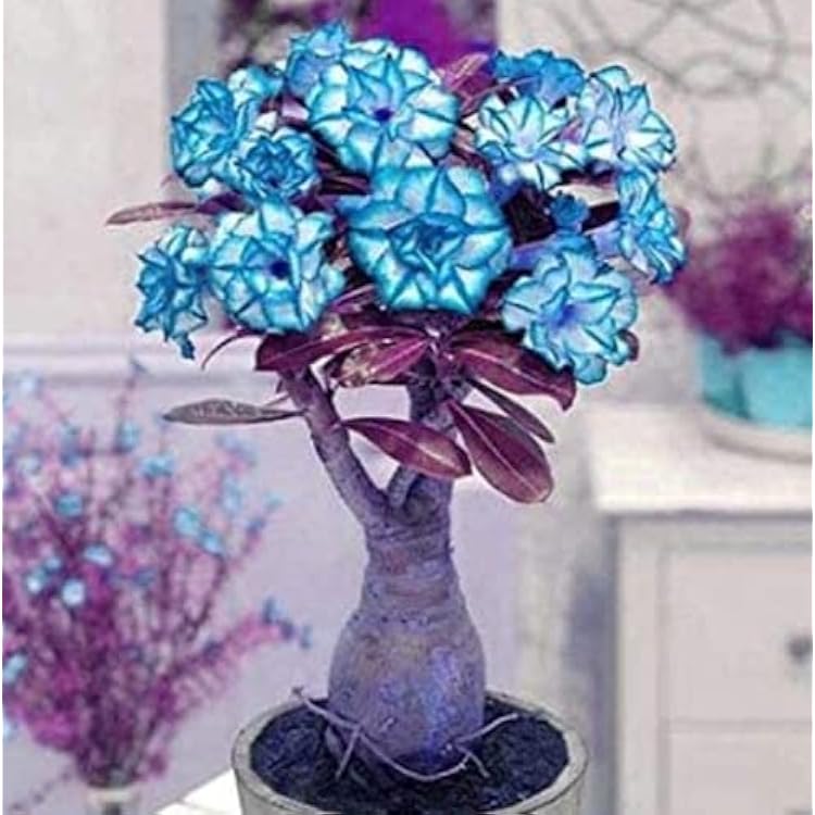 Sky Blue Adenium Obesum Seeds Flower seeds for Planting Low Maintenance Heirloom & GMO Free Seeds for Home Garden