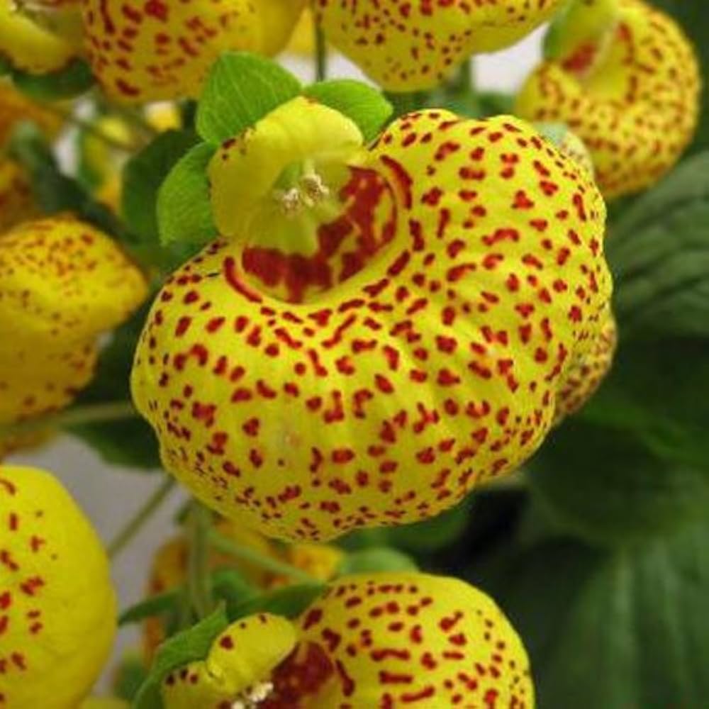 Yellow Red Calceolaria Flower seeds for Planting - Colorful Display, Heirloom & GMO Free Seeds for Home Garden