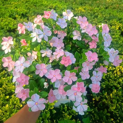 100 Pcs