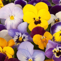 Pansy Trailing Flower seeds for Planting Bright Blooms Heirloom & GMO Free Seeds for Home Garden