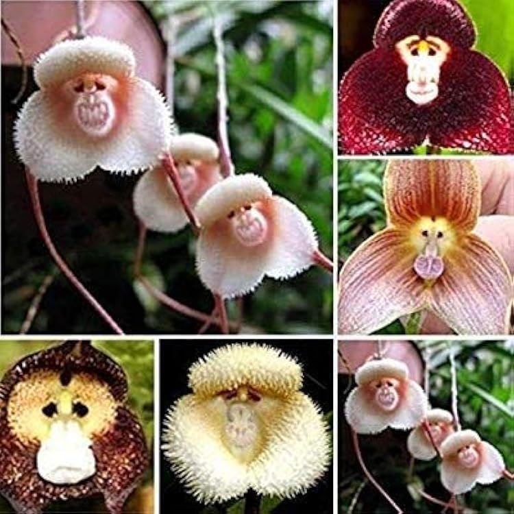 Mixed Monkey Orchid Flower seeds for Planting - Garden Favorite, Heirloom & GMO Free Seeds for Home Garden