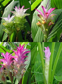 Curcuma Mix Flower Planting Seeds - Vibrant Tropical Blooms for Your Garden
