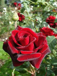 Dark Red Germany Rose Flower Seeds for Planting Heirloom NONGMO Easy to Grow Garden Blooms 
 
 Sale