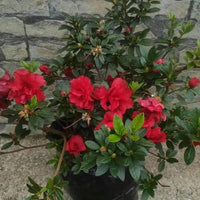 Red Rhododendron Flower seeds for Planting - Perfect for Borders, Heirloom & GMO Free Seeds for Home Garden