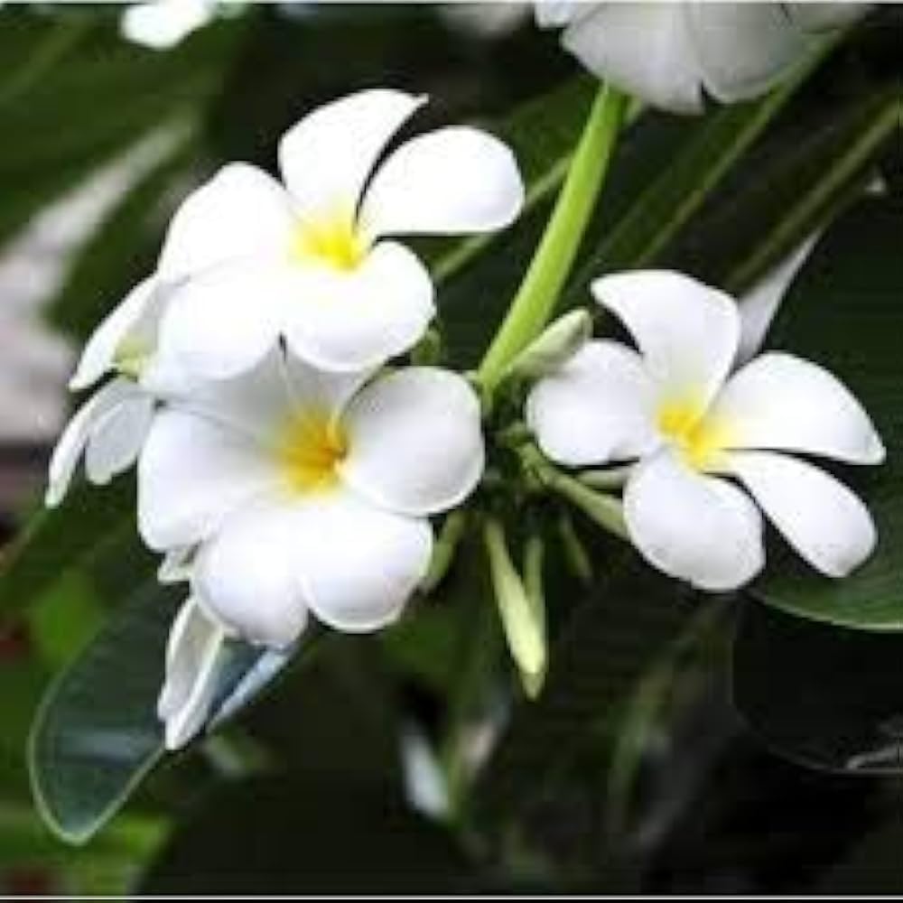 Plumeria Flower seeds for Planting - Long Bloom Season, Heirloom & GMO Free Seeds for Home Garden