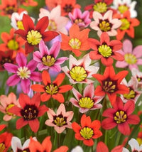 Harlequin Flower seeds for Planting Shade Tolerant Heirloom & GMO Free Seeds for Home Garden