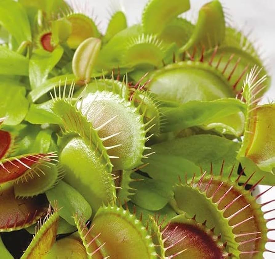 Venus Fly Trap Flower seeds for Planting - Cut Flower Favorite, Heirloom & GMO Free Seeds for Home Garden