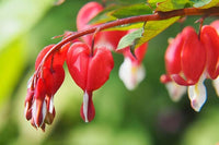 Red Bleeding Heart Flower seeds for Planting - Sun Loving, Heirloom & GMO Free Seeds for Home Garden