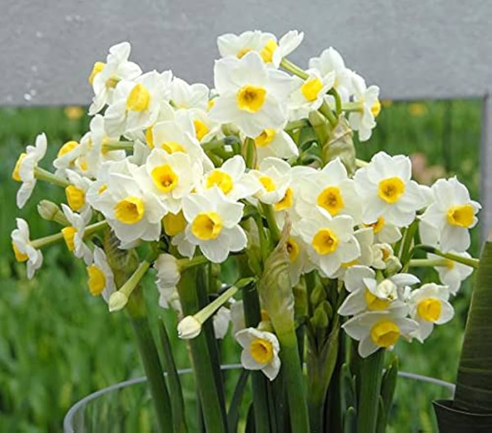 Narcissus Tazetta Flower seeds for Planting - Vibrant Colors, Heirloom & GMO Free Seeds for Home Garden