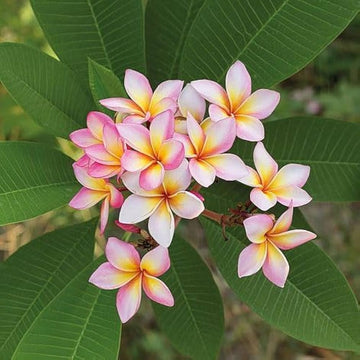 Red & White Frangipani Flower seeds for Planting - Pollinator Friendly, Heirloom & GMO Free Seeds for Home Garden