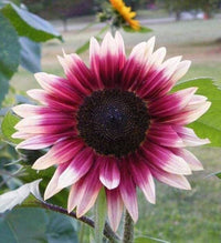 Pink Sunflower Seeds - Perfect for Planting