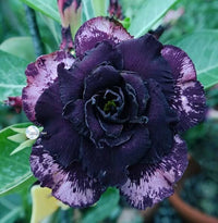 Dark Purple Adenium Obessum Flower seeds for Planting - Shade Tolerant, Heirloom & GMO Free Seeds for Home Garden