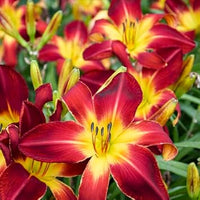 Hemerocallis Flower seeds for Planting Cottage Garden Essential Heirloom & GMO Free Seeds for Home Garden