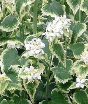 Lunaria Annua Variegata Money Flower seeds for Planting - Premium Quality, Heirloom & GMO Free Seeds for Home Garden
 
 Sale for planting in home garden