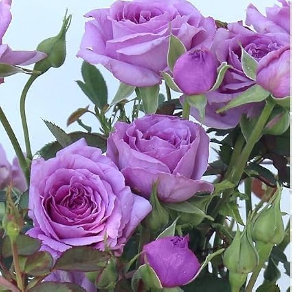 Climbing Roses Flower seeds for Planting Easy to Grow Heirloom & GMO Free Seeds for Home Garden 
 
 Sale