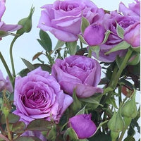 Climbing Roses Flower seeds for Planting Easy to Grow Heirloom & GMO Free Seeds for Home Garden 
 
 Sale