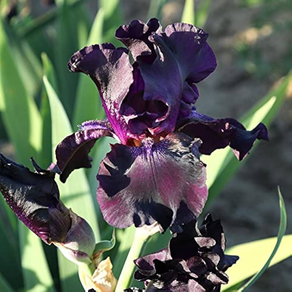 Bearded Iris Mixed Rhizome Flower Seeds