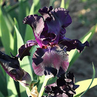 Bearded Iris Mixed Rhizome Flower Seeds