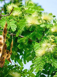 Cream Albizia Flower Seeds for Planting Hardy Variety Heirloom & GMO Free Seeds for Home Garden
 
 Sale