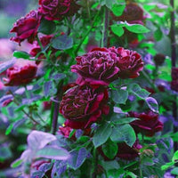 Maroon Rose Seeds for Planting - Grow Elegant Bold Roses in Your Garden