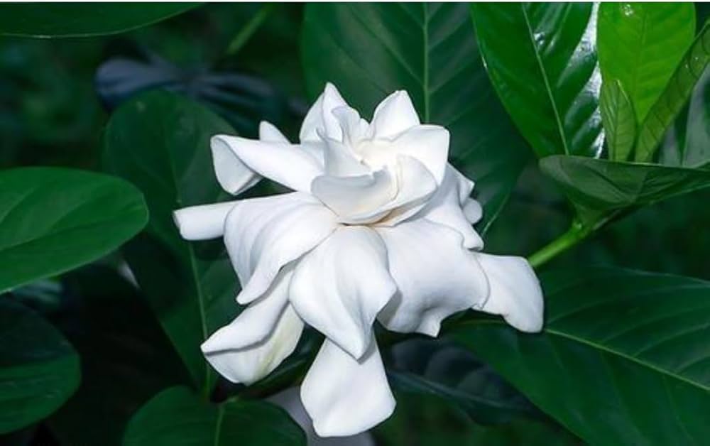 White Gardenia Jasminoides Flower seeds for Planting Hardy Variety Heirloom & GMO Free Seeds for Home Garden 
 
 Sale