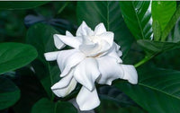 White Gardenia Jasminoides Flower seeds for Planting Hardy Variety Heirloom & GMO Free Seeds for Home Garden 
 
 Sale