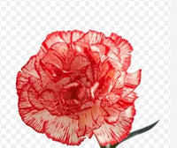 White (White Red) seeds for planting in home garden