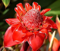 Ginger Flower seeds for Planting - Premium Quality, Heirloom & GMO Free Seeds for Home Garden