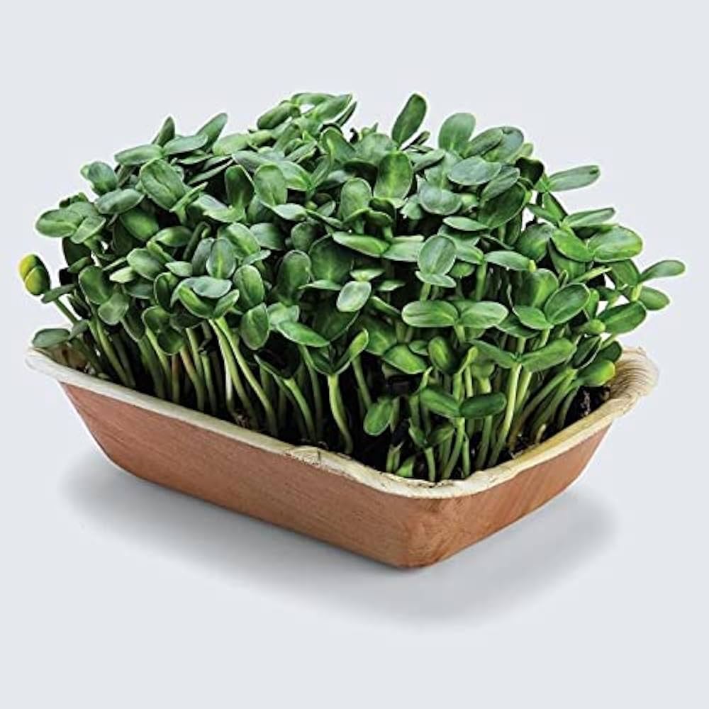 Sunflower Microgreens Flower seeds for Planting - Cottage Garden Essential, Heirloom & GMO Free Seeds for Home Garden
 
 Sale seeds for planting in home garden