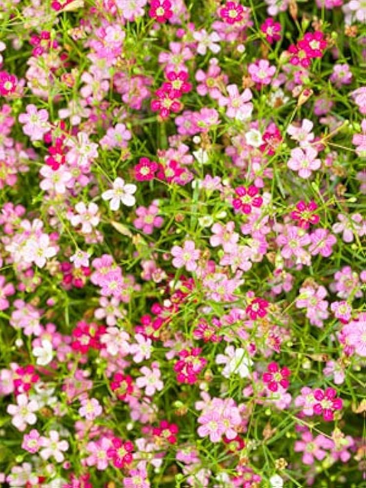 Mixed Color Gypsophila Flower Seeds for Planting Seasonal Bloomer Heirloom & GMO Free Seeds for Home Garden
 
 Sale