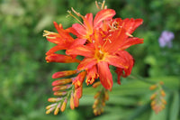 Bressingham Flower seeds for Planting - Hardy Variety, Heirloom & GMO Free Seeds for Home Garden