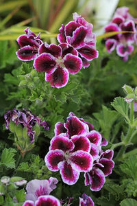 Geranium Pelargonium Flower Seeds – Garden & Balcony Blooms