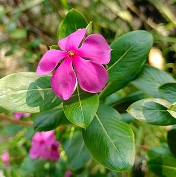 Heirloom Catharanthus Flower seeds for Planting Seasonal Bloomer Heirloom & GMO Free Seeds for Home Garden