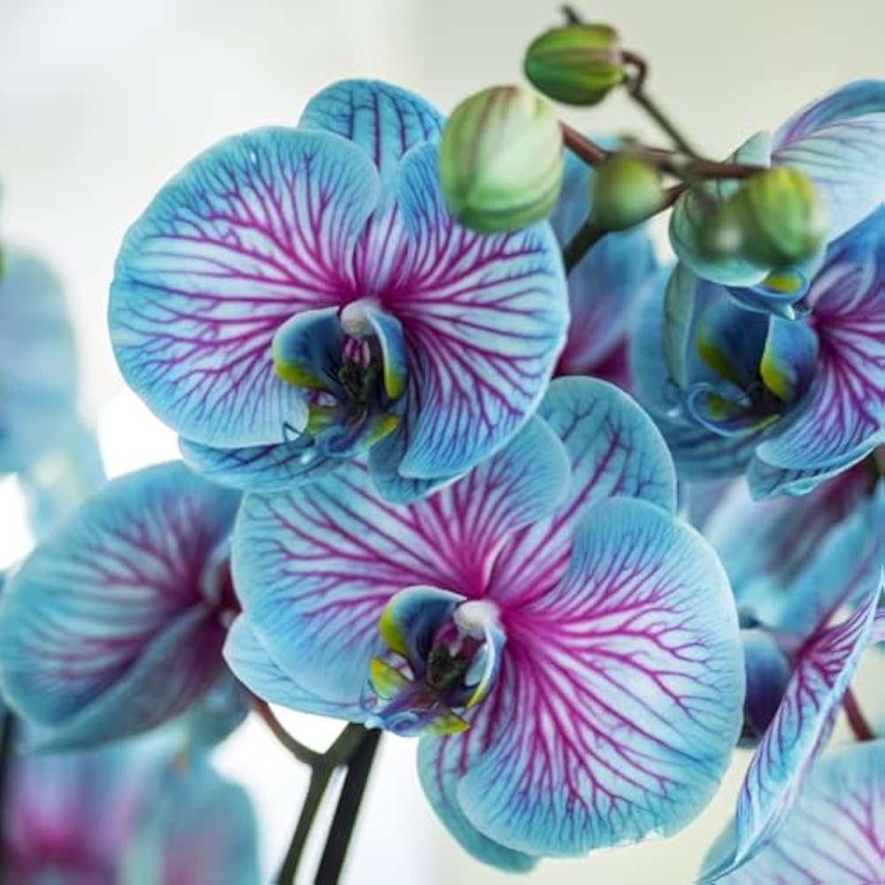 Blue Butterfly Orchid Flower seeds for Planting Low Maintenance Heirloom & GMO Free Seeds for Home Garden 
 
 Sale