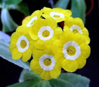 Yellow Primrose Primula vulgaris Hoch Seeds for Planting cottage garden spring border
