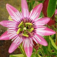 Pink and White Passion Flower Seeds for Planting