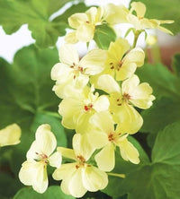 Yellow Pelargonium Flower seeds for Planting - Wildflower Mix, Heirloom & GMO Free Seeds for Home Garden
