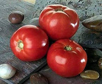 Bella Rosa Vffna Tomato Solanum lycopersicum Seeds for Planting in Vegetable Patch