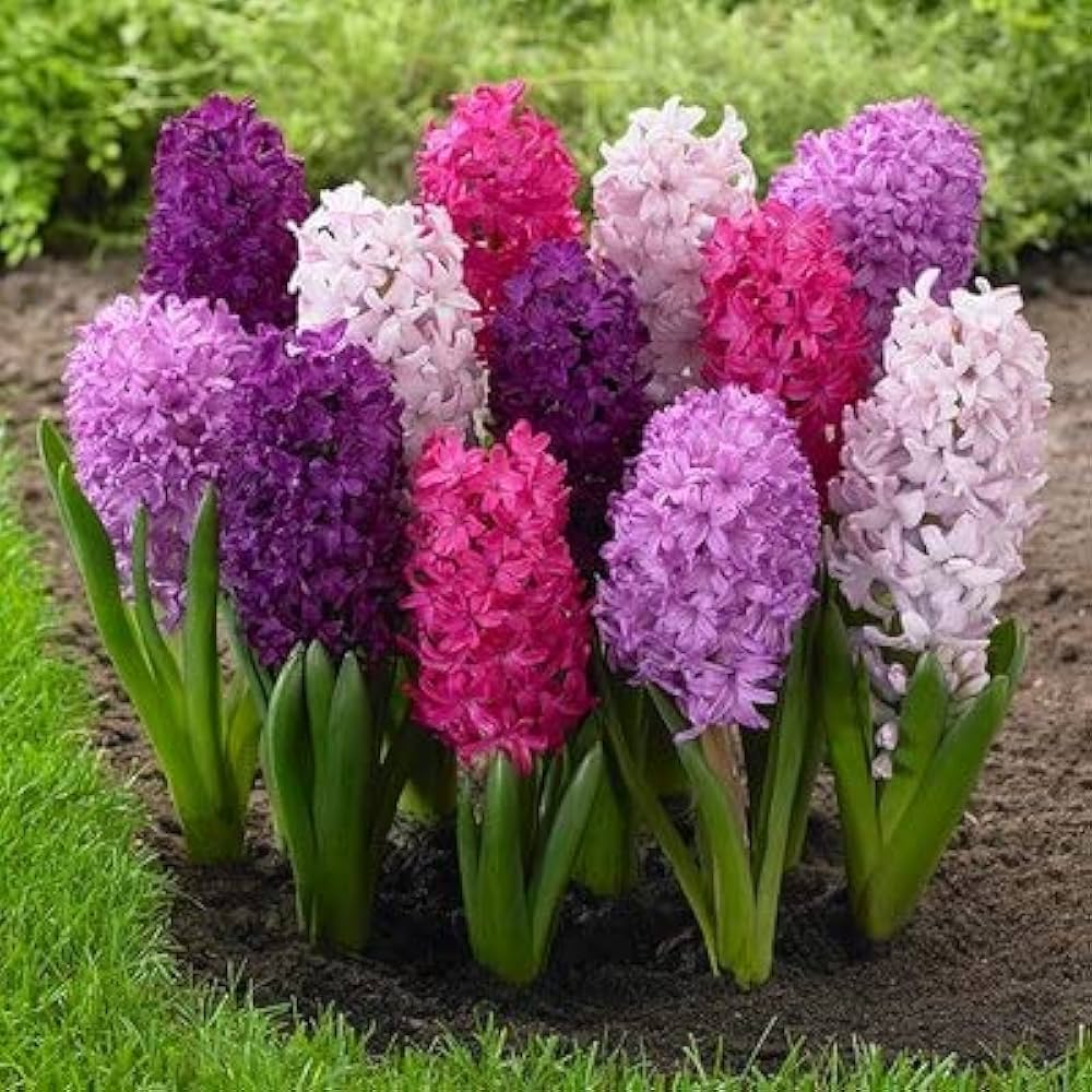 Hyacinth Flower seeds for Planting - Cut Flower Favorite, Heirloom & GMO Free Seeds for Home Garden