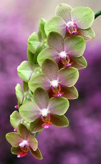 Green Pink Phalaenopsis Orchid Flower Seeds for Garden Vibrant Colors Heirloom & GMO Free Seeds for Home Garden
 
 Sale
