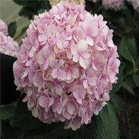 Light Pink Hydrangea Flower seeds for Planting Hardy Variety Heirloom & GMO Free Seeds for Home Garden 
 
 Sale seeds for home garden planting