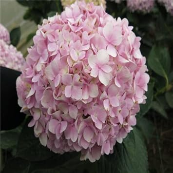 Light Pink Hydrangea Flower seeds for Planting Hardy Variety Heirloom & GMO Free Seeds for Home Garden 
 
 Sale seeds for home garden planting