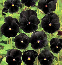 Black Pansy Flower Seeds Collection for Easy Planting