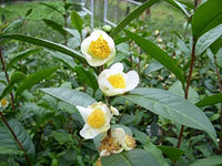 Green Camellia Sinensis Flower seeds for Planting - Fragrant Blossoms, Heirloom & GMO Free Seeds for Home Garden